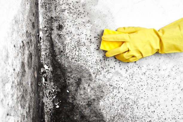 Forensic Mold Investigation in Narberth, PA