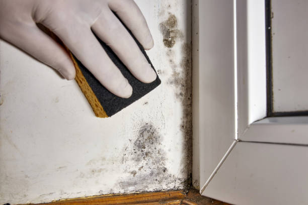 Best Asbestos and Lead Testing During Mold Inspection  in Narberth, PA
